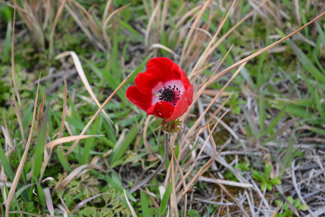 Anemone coronaria  Anemone,Anemone coronaria,Geotagged,Poppy anemone,Turkey,Winter