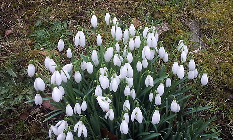 Snowdrops, Galanthus nivalis  Common snowdrop,Galanthus,Galanthus nivalis,Geotagged,Snowdrops,Turkey,Winter,설강화