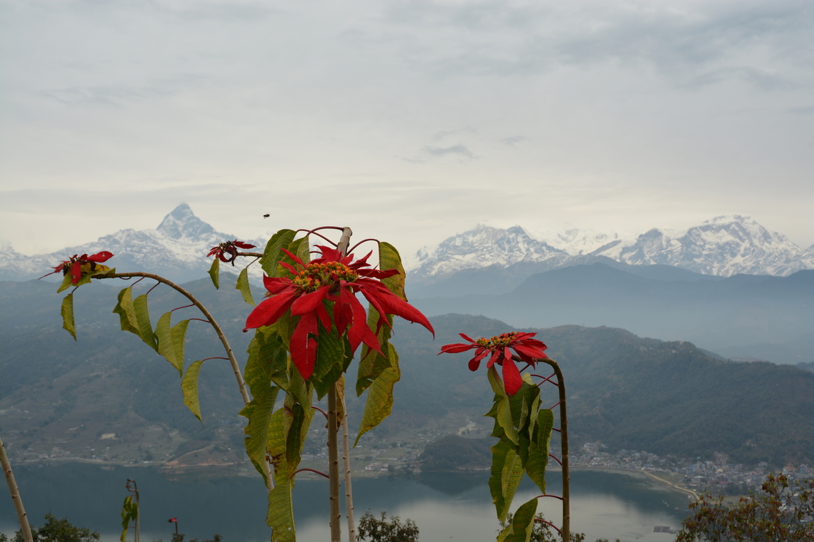 Poinsettia Pokara, White Gumba, Nepal Geotagged,Nepal,Winter,nepal,poinsettia,white Gumba