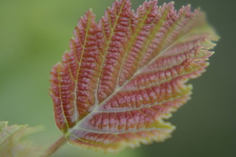 Alder leaf  Alnus,Geotagged,South Korea,Summer
