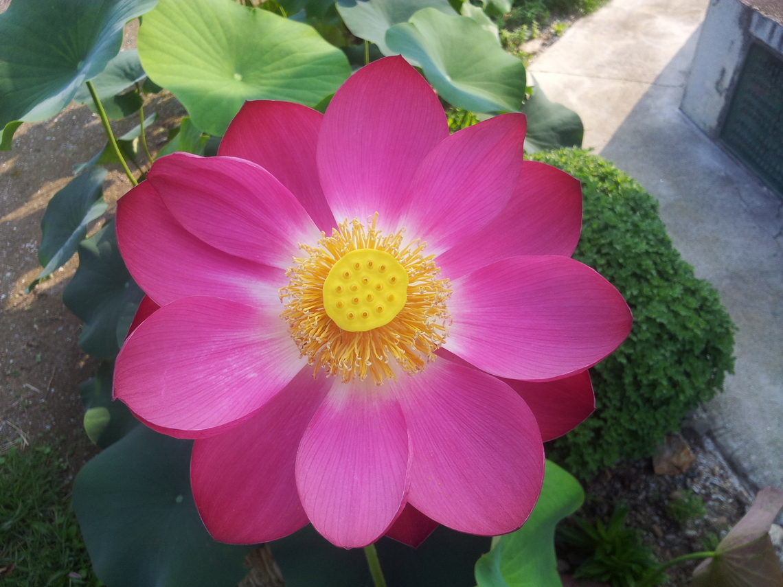 Nelumbo nucifera  Geotagged,Indian lotus,Nelumbo nucifera,South Korea,Summer