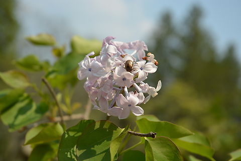 Lilac  Common lilac,Geotagged,South Korea,Spring,Syringa vulgaris