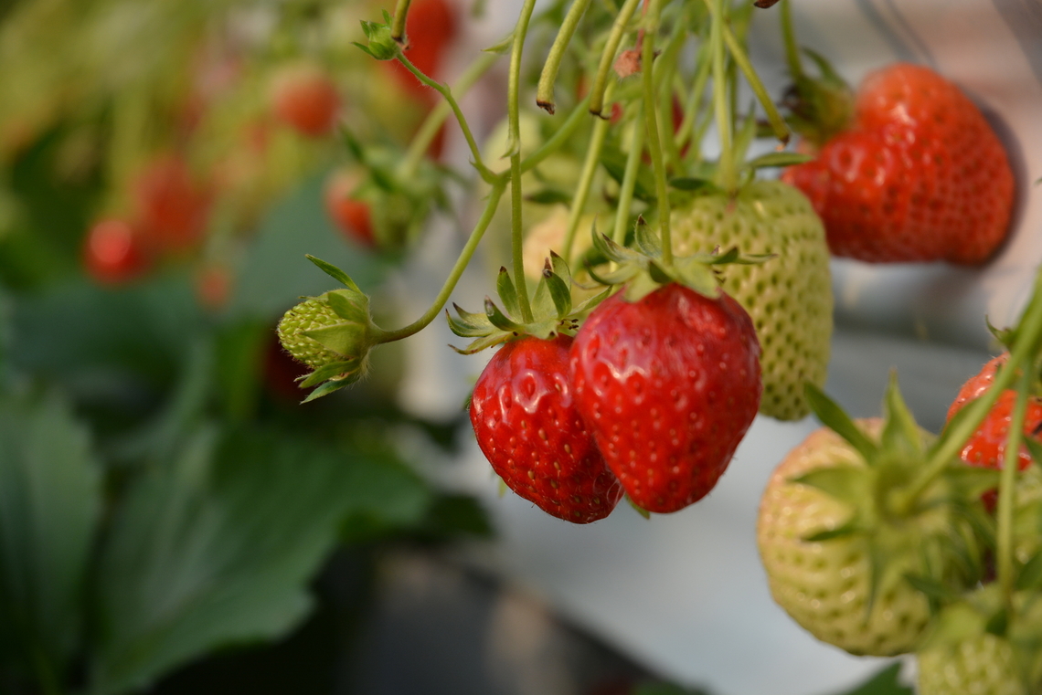 Strawberry  Fragaria  &times; ananassa,Fragaria &times; ananassa,Garden strawberry,Geotagged,South Korea,Spring,Strawberry,StrawberryFragaria &times; ananassa