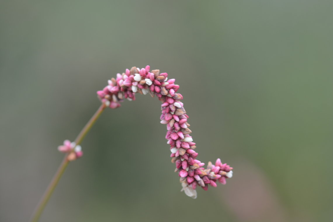 Knotweed  Geotagged,Persicaria lapathifolia,South Korea,Summer