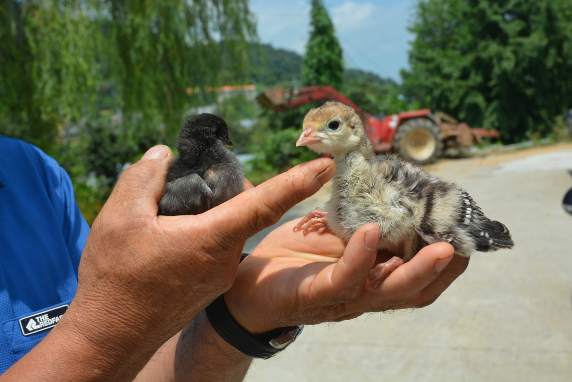 Chick, Gallus gallus  Domestic Chicken,Gallus gallus,Gallus gallus var. domesticus,Geotagged,Red junglefowl,South Korea,Summer