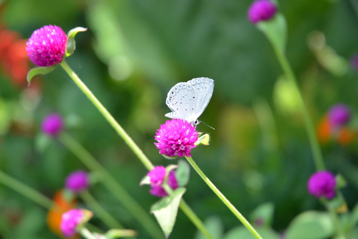 Holly blue on Globe Amaranth  Celastrina argiolus,Geotagged,Holly Blue,South Korea,Summer