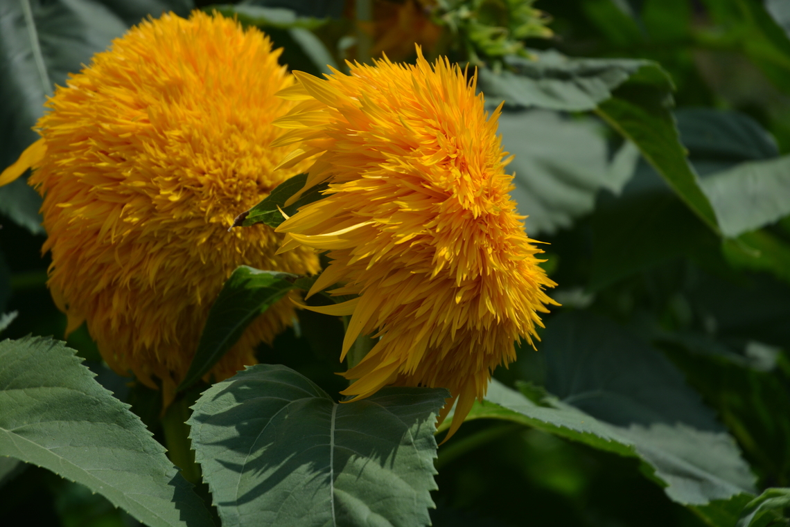 Teddy bear Sunflower  Geotagged,Helianthus annuus,South Korea,Summer