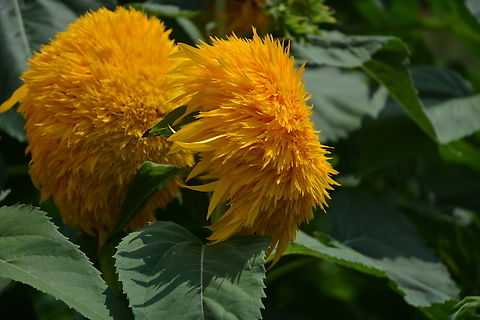 Teddy bear Sunflower  Geotagged,Helianthus annuus,South Korea,Summer