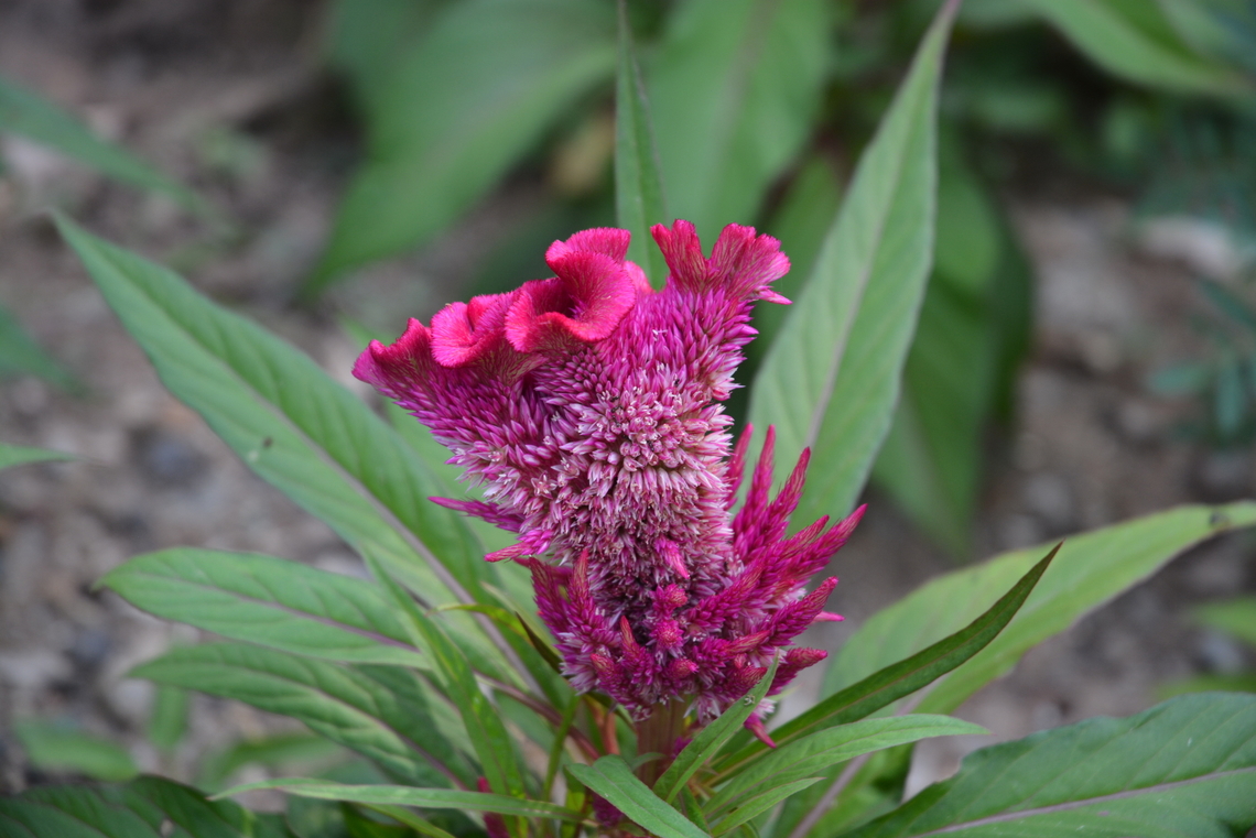Cockscomb 맨드라미  Celosia argentea,Geotagged,Quail Grass,South Korea,Summer