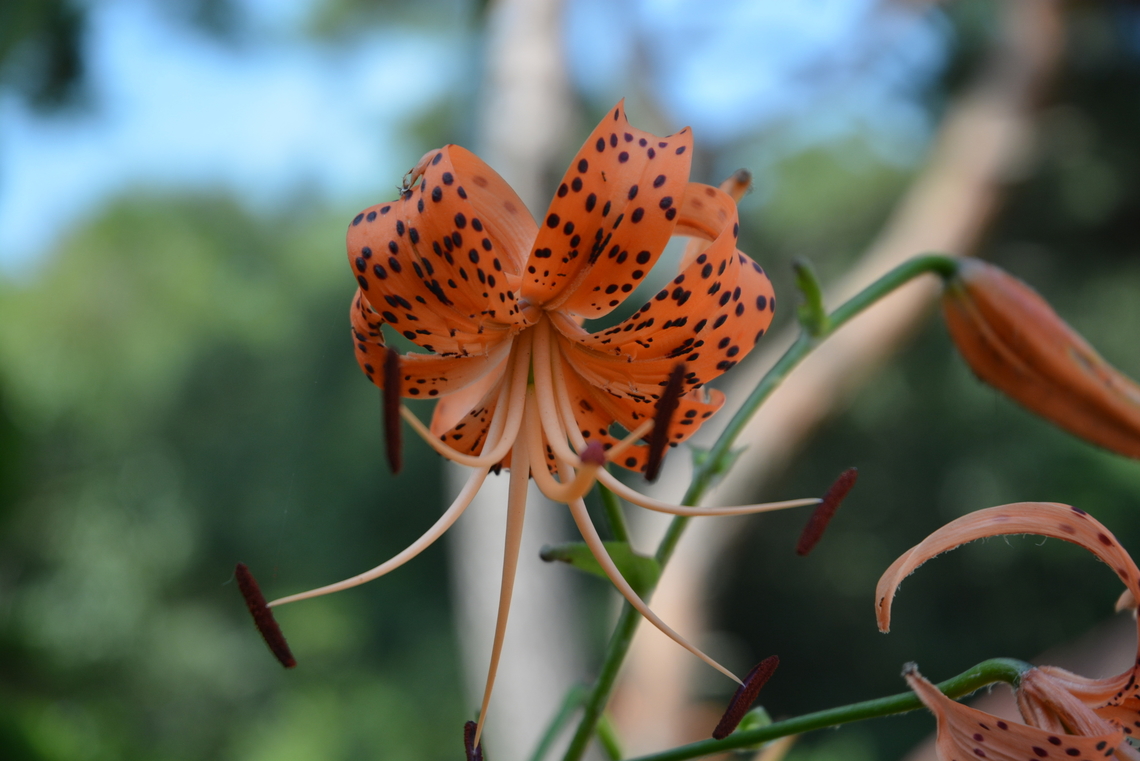 Tiger lily  Geotagged,Lilium lancifolium,South Korea,Summer,lilium lancifolium