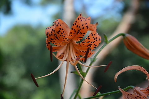 Tiger lily  Geotagged,Lilium lancifolium,South Korea,Summer,lilium lancifolium