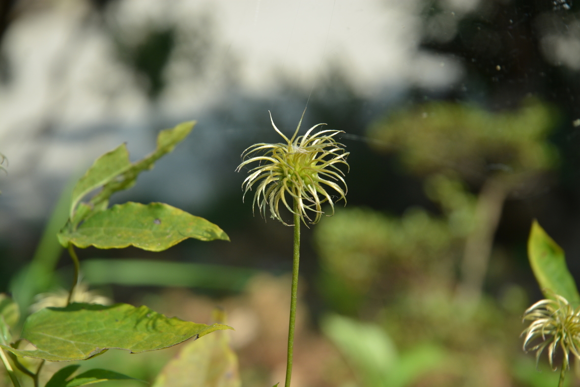 The fruit of Pulsatilla koreana Easily found in Korean hills, esp. around graveyard. Pulsatilla koreana,South Korea,Summer,할미꽃
