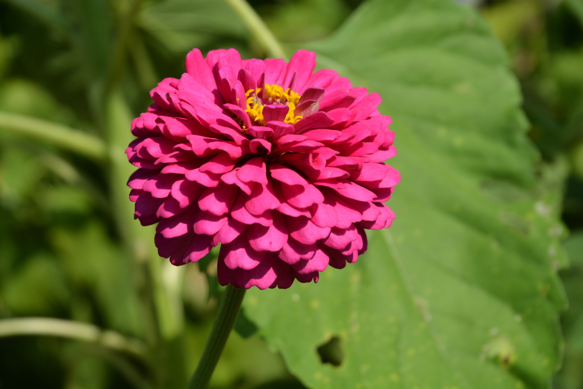 Common zinnia  Geotagged,South Korea,Summer,Zinnia elegans