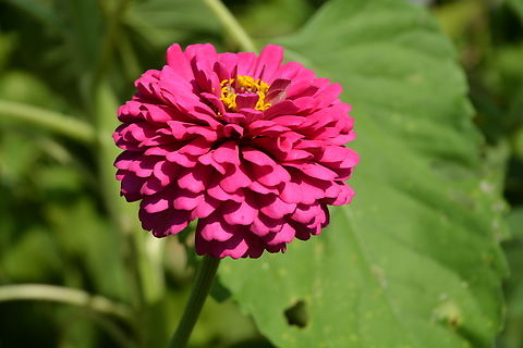 Common zinnia  Geotagged,South Korea,Summer,Zinnia elegans