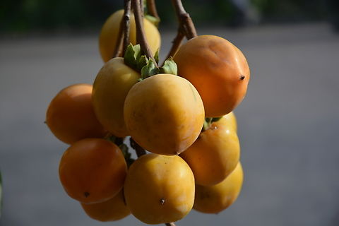 Korean Persimmon, Diospyros kaki My home town is well known for dried persimmon. Diospyros kaki