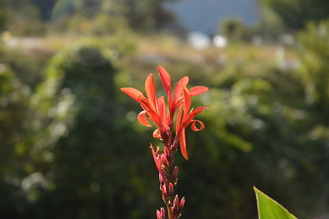 Canna indica  Canna indica,Fall,Geotagged,Indian-Shot,South Korea