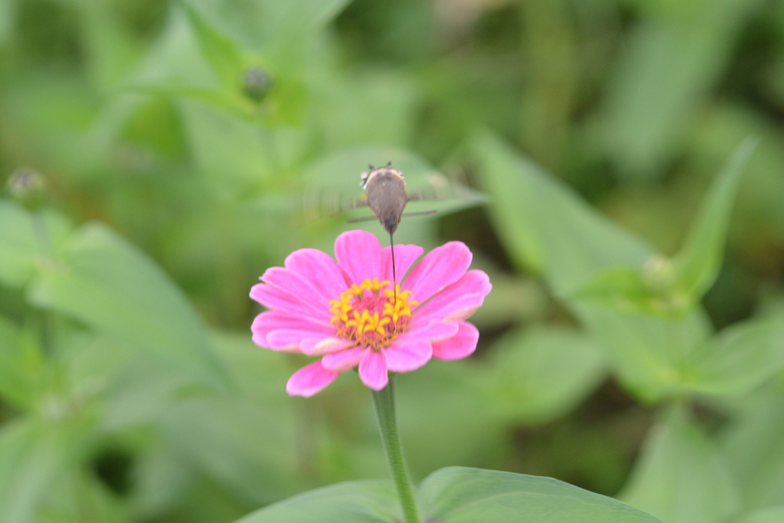 hummingbird hawkmoth  Eurasian Hummingbird Hawkmoth,Fall,Geotagged,Hummingbird Hawk-moth,Macroglossum stellatarum,South Korea