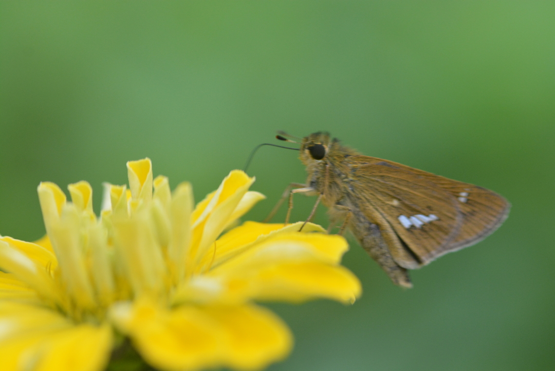 Common Straight Swift, South Korea  Fall,Geotagged,Parnara guttata,South Korea