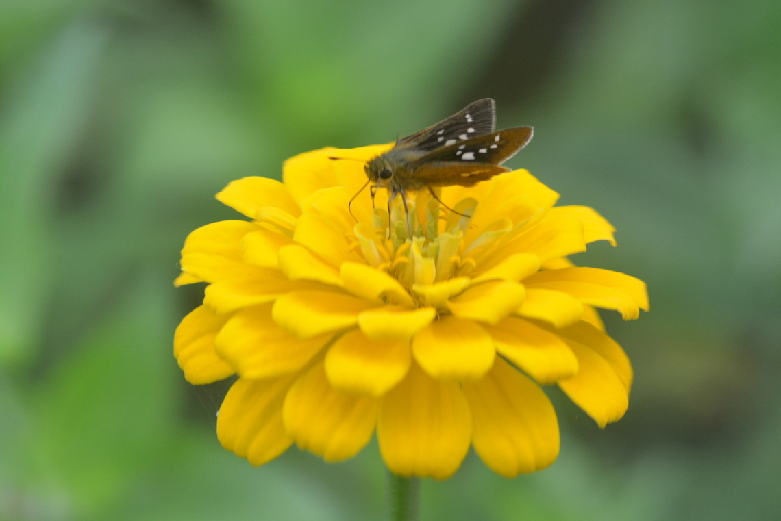 Common zinnia, 백일홍  Common Straight Swift,Fall,Geotagged,Parnara guttata,South Korea,common zinnia,백일홍