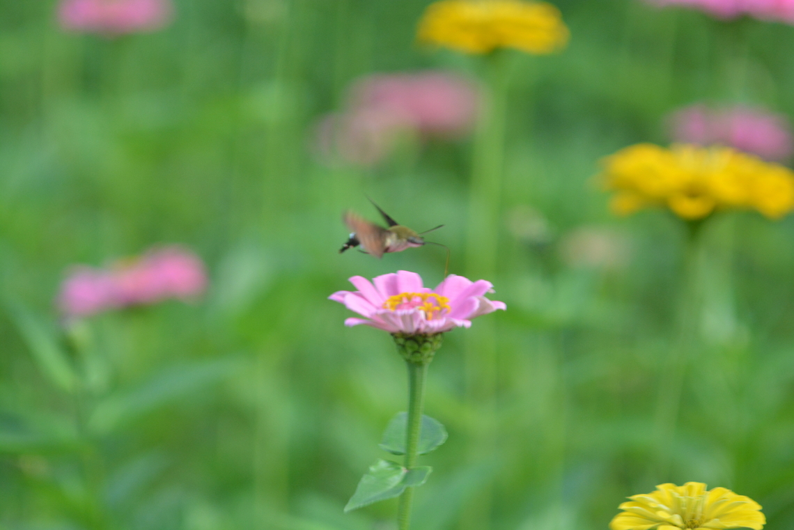 Hummingbird hawk-moth  Fall,Geotagged,Hummingbird Hawk-moth,Hummingbird hawk-moth,Macroglossum stellatarum,South Korea