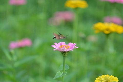 Hummingbird hawk-moth  Fall,Geotagged,Hummingbird Hawk-moth,Hummingbird hawk-moth,Macroglossum stellatarum,South Korea