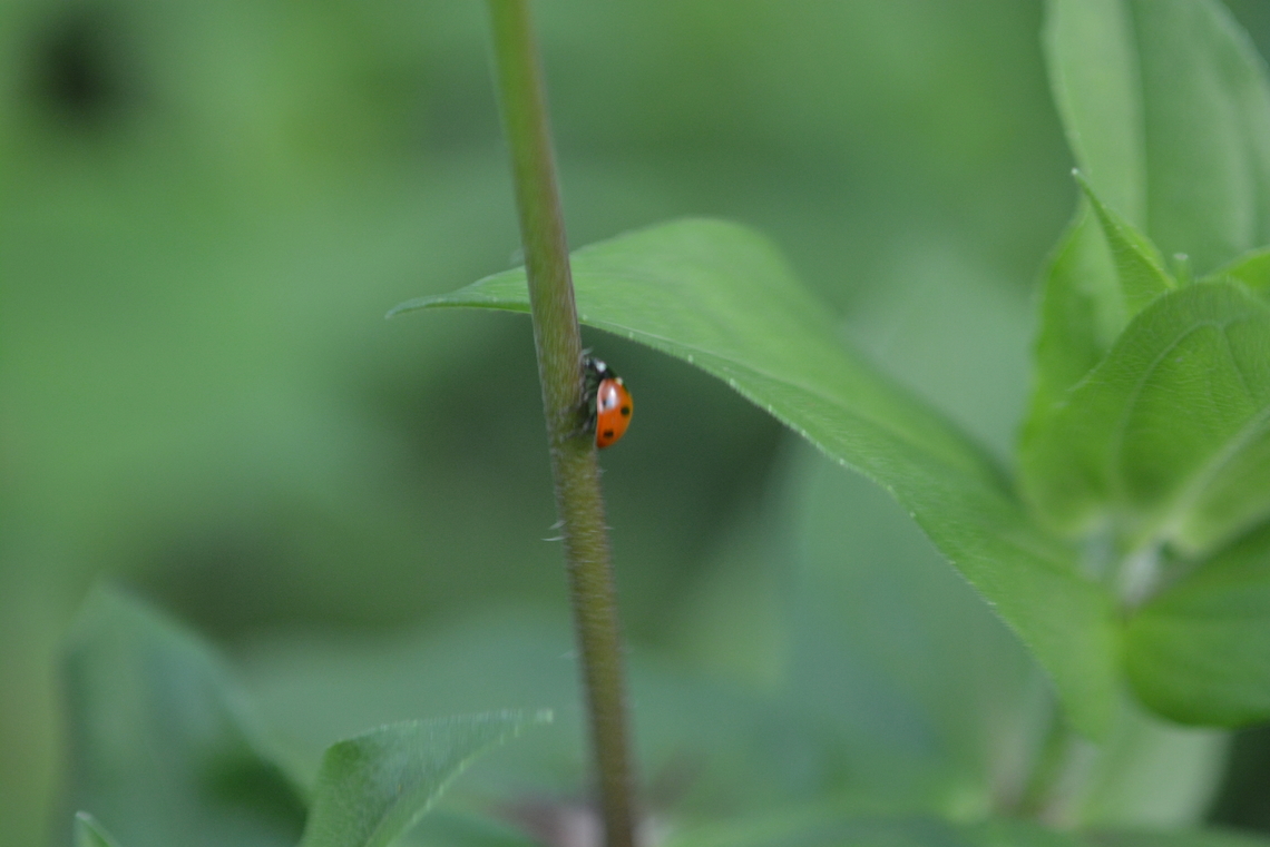 Ladybugs  Coccinella septempunctata,Fall,Geotagged,Seven-spotted Lady Beetle,South Korea