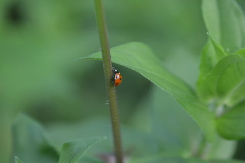 Ladybugs  Coccinella septempunctata,Fall,Geotagged,Seven-spotted Lady Beetle,South Korea