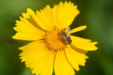 Bee and zinnia  Fall,Geotagged,South Korea