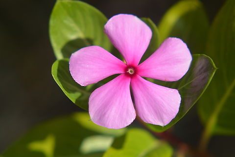 Bright eyes  Catharanthus roseus,Fall,Geotagged,Madagascar rosy periwinkle,South Korea