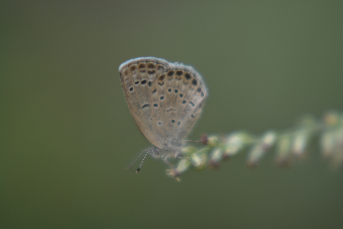 Pseudozizeeria maha  Fall,Geotagged,Pale grass blue,Pseudozizeeria maha,South Korea