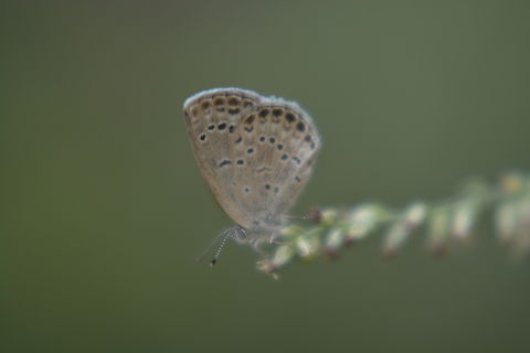 Pseudozizeeria maha  Fall,Geotagged,Pale grass blue,Pseudozizeeria maha,South Korea