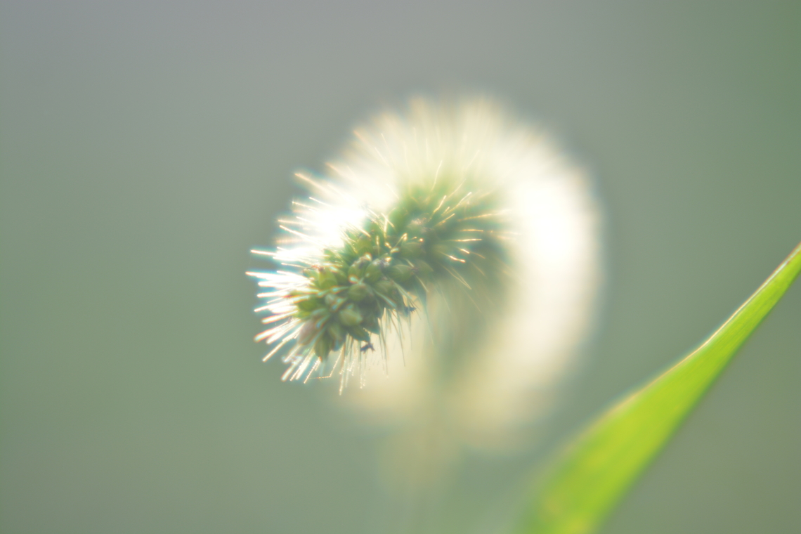 Setaria viridis  Fall,Geotagged,South Korea