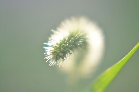 Setaria viridis  Fall,Geotagged,South Korea