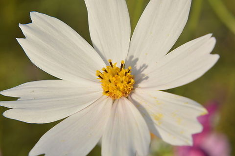 White Cosmos  Cosmos caudatus,Fall,Geotagged,Kenikir,South Korea,cosmos