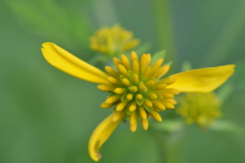 Yellow Ironweed, 나래가막사리  Fall,Geotagged,South Korea,Verbesina alternifolia,Wingstem,나래가막사리