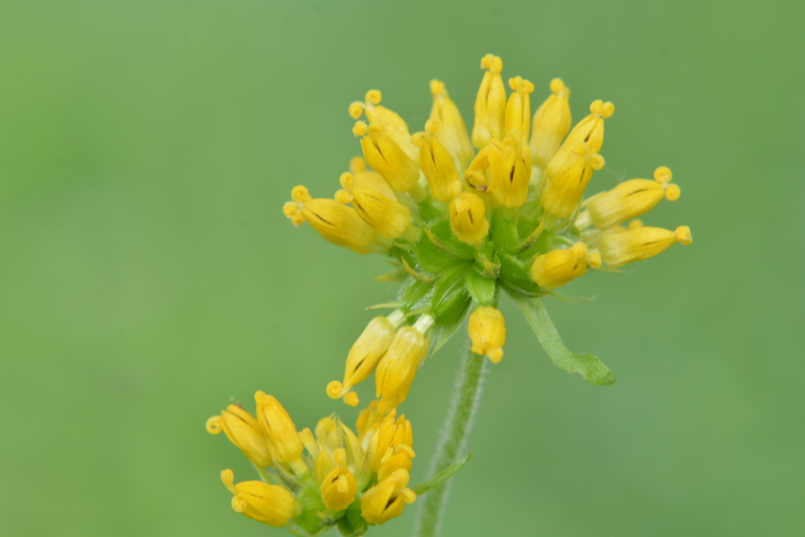 Yellow Ironweed, 나래가막사리  Fall,Geotagged,South Korea,Verbesina alternifolia,Wingstem,Yellow ironweed,나래가막사리