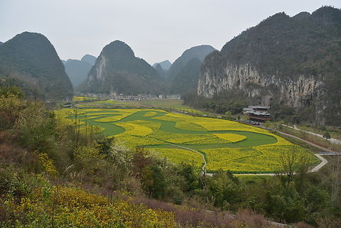 Rapeseed field surrounded by huge rocks  Brassica napus,China,Geotagged,Rapeseed,Winter