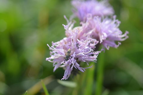Cirsium & fly 2  Geotagged,Mongolia,Summer