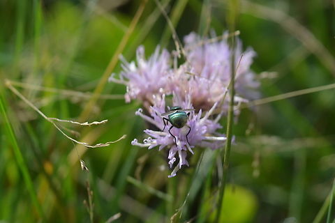 Cirsium & Fly 1  Geotagged,Mongolia,Summer