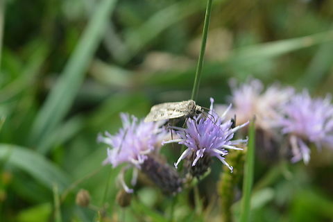 Cirsium & Moth  Geotagged,Mongolia,Summer