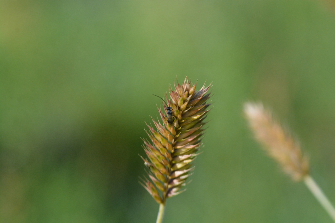 Carex Kobomugi  Geotagged,Mongolia,Summer
