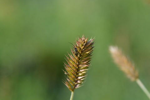 Carex Kobomugi  Geotagged,Mongolia,Summer