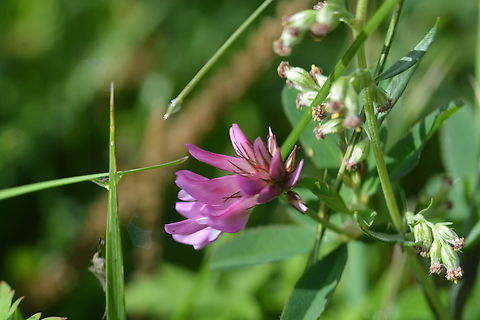 Trifolium lupinaster  Geotagged,Mongolia,Summer,Trifolium lupinaster