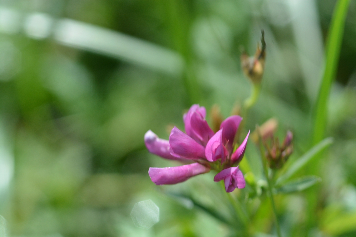 Trifolium lupinaster  Geotagged,Mongolia,Summer,Trifolium lupinaster