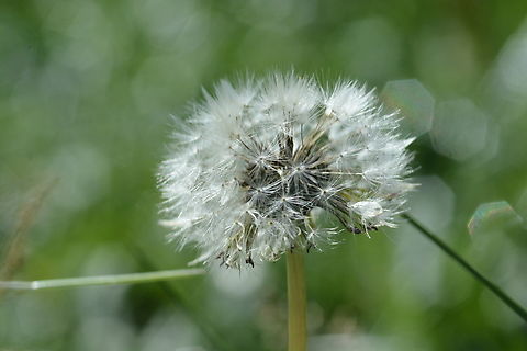 Dandelion  Geotagged,Mongolia,Summer