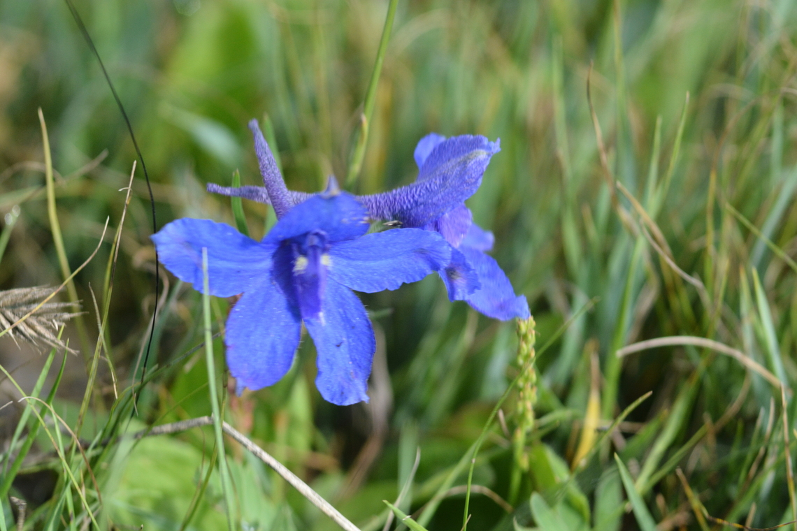 Delphinium grandiflorum  Delphinium grandiflorum,Geotagged,Mongolia,Summer