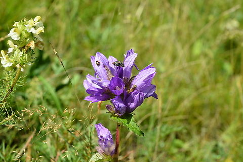 Campanula glomerata  Campanula glomerata,Clustered bellflower,Geotagged,Mongolia,Summer,과남풀