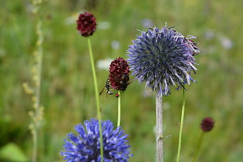 Horse favorite, Echinops & Sanguisorba officinalis & Bee  Echinops bannaticus,Geotagged,Mongolia,Summer,오이풀,절굿대