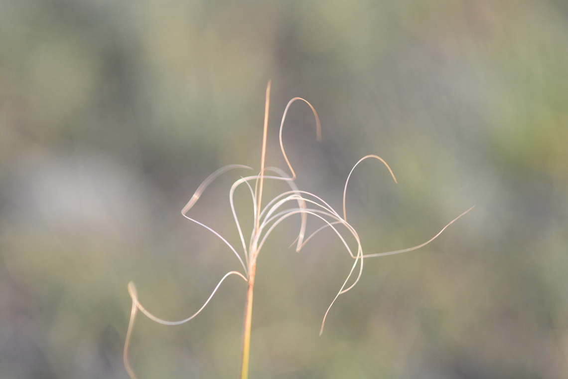 Hesperostipa  Geotagged,Mongolia,Summer