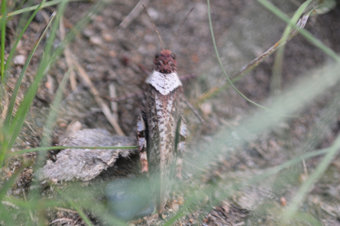 Grasshopper  Geotagged,Mongolia,Summer